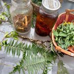 plants from our local forest