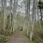 Walking down the trail between the alders