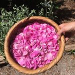 Basket of wild rose petals