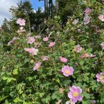 Wild rosebushes in Sargeant Bay