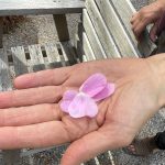 Wild Rose petals in the palm of the hand