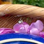 Small white spider among the rose petals